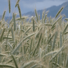 Boer moet prijsafspraken kunnen maken