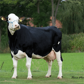 Eerste Fleckvieh kruising passeert productiegrens 100.000 kilo melk
