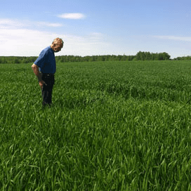 Kort groeiseizoen beperkt gewaskeuze