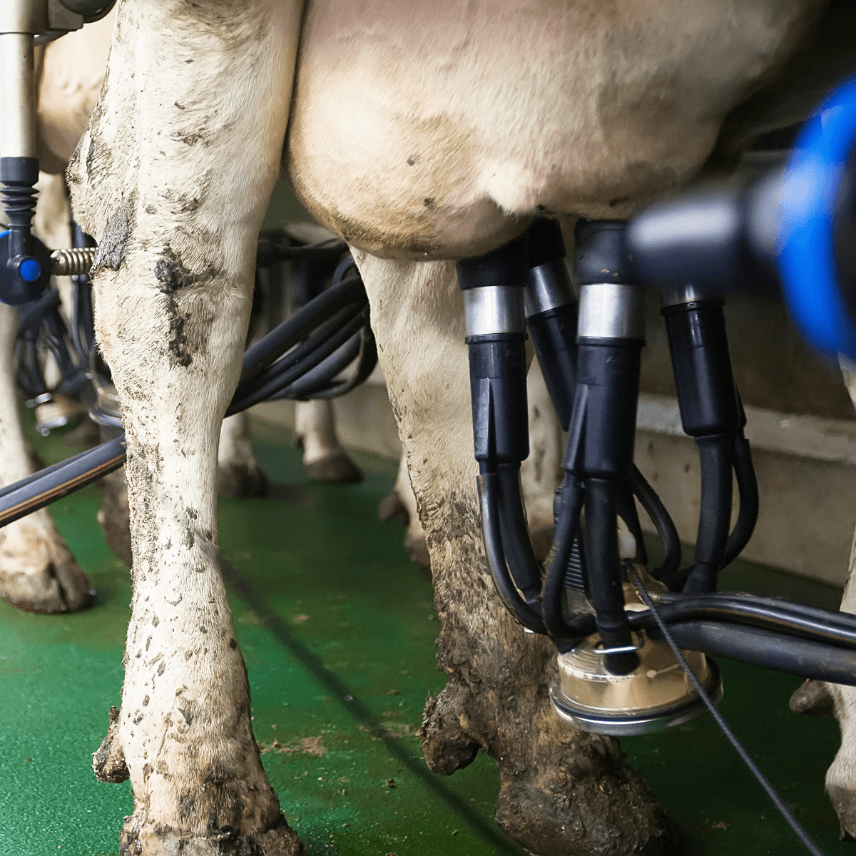 Nemelco verlaagt melkprijs juli naar €29,02