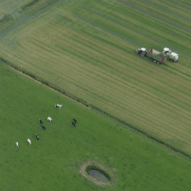 Texelse veehouders in actie vanuit de lucht gezien