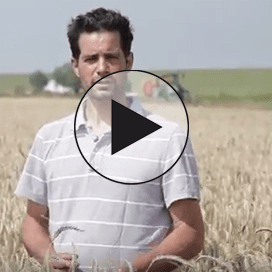 Oogstvideo: Grauwe Kiekendief