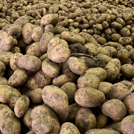 Polen oogst meer aardappelen van kleiner areaal