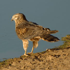 Staatssecretaris Dijksma speelt met  vuur inzake agrarisch natuurbeheer