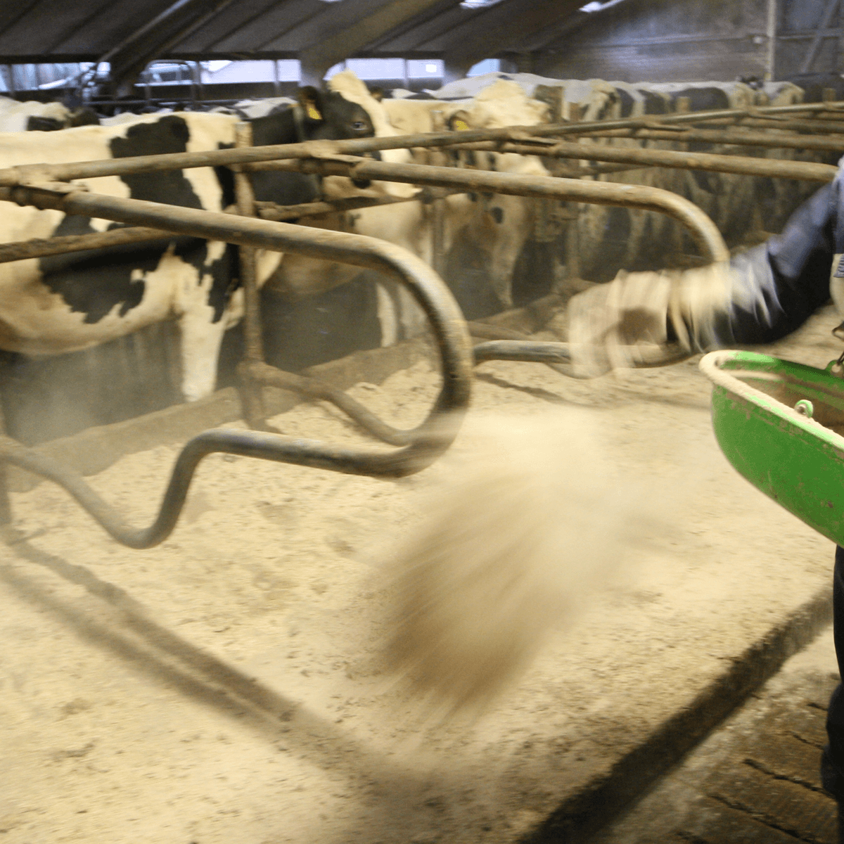 GD waarschuwt tegen overmatig kalkgebruik in ligboxen