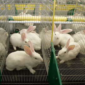 Oproep tot overstap naar konijnenhouderij