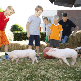 Kleine 30.000 bezoekers Weekend van het Varken