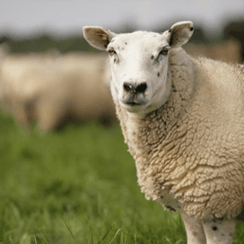 Risico op vroege leverbotbesmetting