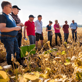 Agrifirm onderzoekt voeren sojabonen aan vee
