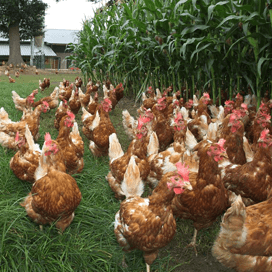 Prijsvergelijkingssysteem pluimveehouderij gereed