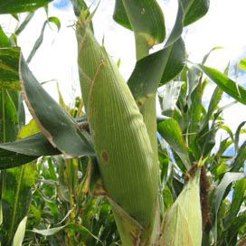 Int. Grains Council (@IGCgrains) <a href="https://twitter.com/IGCgrains/status/626735800357679104">30 juli 2015</a></blockquote>n<script async src="//platform.twitter.com/widgets.js" charset="utf-8"></script>","url":"https://twitter.com/IGCgrains/status/626735800357679104"}'></span>--> </p> <h3 class="xms-subtitle">Niet genoeg productie</h3> <p>Toch produceert de wereld niet genoeg graan om het verbruik volledig te dekken. Dat was in de twee voorgaande seizoenen wel het geval. Volgens de IGC verbruikt de wereld 8 miljoen ton graan méér dan het van de akkers haalt. Daardoor krimpen de graanvoorraden naar 435 miljoen ton. Maar dat is nog altijd de één na grootste eindvoorraad ooit. De IGC spreekt dan ook van een 'comfortabele graanvoorraad'. Daarnaast oogsten de landen die veel graan importeren dit seizoen goed. Daardoor krimpt de wereldhandel van 322 miljoen ton vorig seizoen naar 312 miljoen ton dit seizoen. De geringere wereldhandel drukt extra op de graanprijzen, stelt de IGC.</p> <p>De wereld heeft ook meer dan genoeg sojabonen. De IGC verwacht dit seizoen een oogst van 316 miljoen ton, tegen een verbruik van 314 miljoen ton. De eindvoorraad groeit naar een recordhoeveelheid van 48 miljoen ton sojabonen.</p>"
