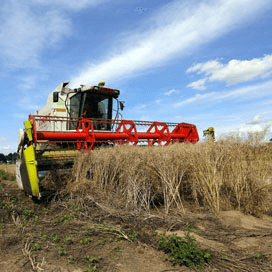 De toekomst van biobased economy