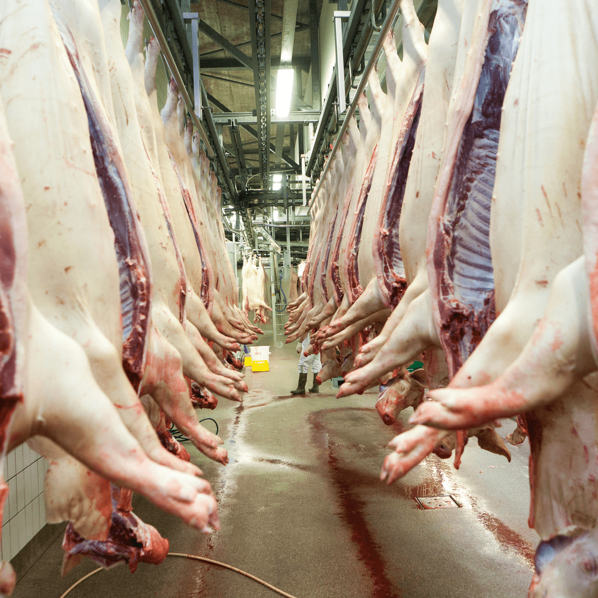EU koerst richting recordproductie varkensvlees