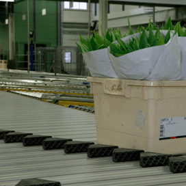 ‘Rusland sluit grenzen Nederlandse bloemen’