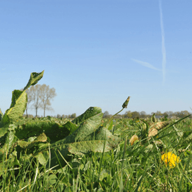 Bermonderhoud voor sociale samenhang