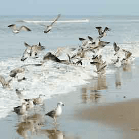 Vogelgriep gevonden bij Duitse meeuwen