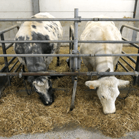 Subsidie voor stimuleren natuurlijke geboortes