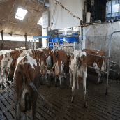 Melken in een 1×10-zeecontainer (4, slot)