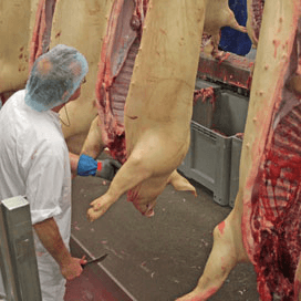Duitsland slacht 2,7 procent meer varkens