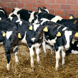 Goldwyn en Talent dragers dodelijke afwijking