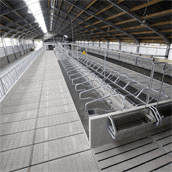 Nieuwe koeienstal goedkoop én handig