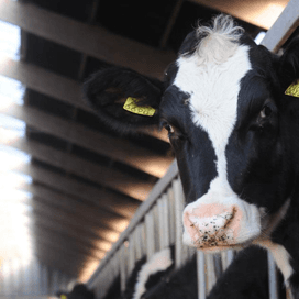 Belgen anticiperen op einde melkquotum