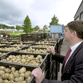 Matige aanvoer vroege aardappelen