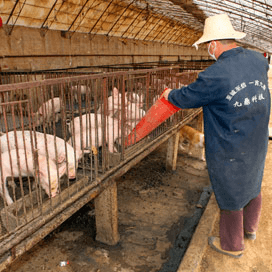 China vraagt kwart meer varkensvlees