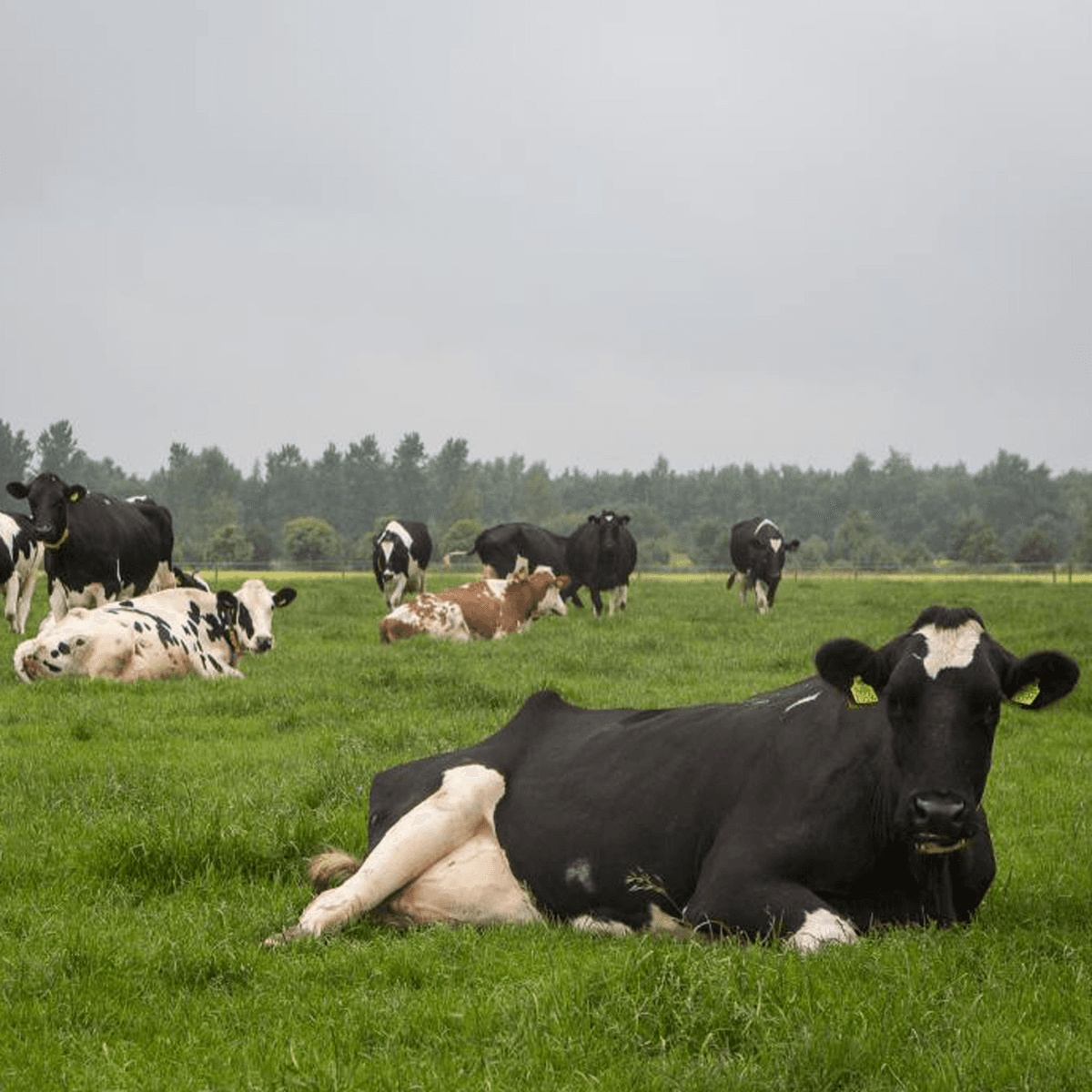 Cowboys toch beloond