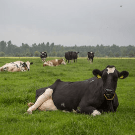 Dierenbescherming (@Dierbescherming) <a href="https://twitter.com/Dierbescherming/status/619113787837145088">9 juli 2015</a></blockquote>n<script async src="//platform.twitter.com/widgets.js" charset="utf-8"></script>","url":"https://twitter.com/Dierbescherming/status/619113787837145088"}'></span>--> </p> <h3 class="xms-subtitle">Jaarrond op stal</h3> <p>Volgens de Dierenbescherming is het aantal koeien dat buiten komt de afgelopen tientallen jaren afgenomen. "Volgens het CBS bleef 30 procent van de koeien in 2013 het hele jaar op stal'', aldus de organisatie. "In 1979 was dat maar 8 procent.'' Het lot van de koeien zou bovendien zijn verslechterd door het loslaten van het Europese melkquotum. Daardoor zouden er steeds meer grote bedrijven opduiken die de kosten drukken door koeien het hele jaar op stal te houden.</p> <h3 class="xms-subtitle">Weilanden</h3> <p>"Hoewel het aantal koeien per bedrijf steeds groter wordt, geldt dat niet voor de beschikbare weilanden'', waarschuwt de Dierenbescherming. De organisatie wil consumenten aanmoedigen vaker weidezuivel te kopen, maar dat zou wel vereisen dat dergelijke producten vaker in de schappen liggen.</p>"
