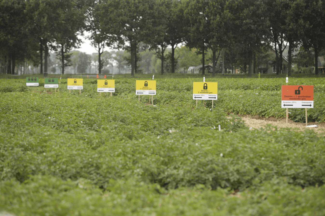 Resistentie tegen phytophthora dankzij cisgenese