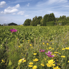 Beste Gewasbeschermer 2015: feestje voor de plantenteler