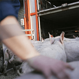 NVWA beboet varkenstransporteur vanwege hitte