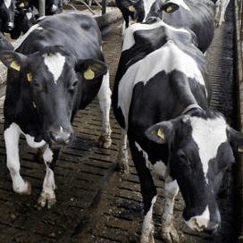 Parafilariose duikt op in Vlaanderen