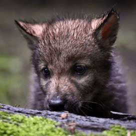 Wolven doden kalf in Noord-Frankrijk