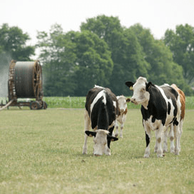 Speel met grasproductie in op hitte