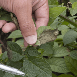 Vijf hittetips voor akkerbouwers