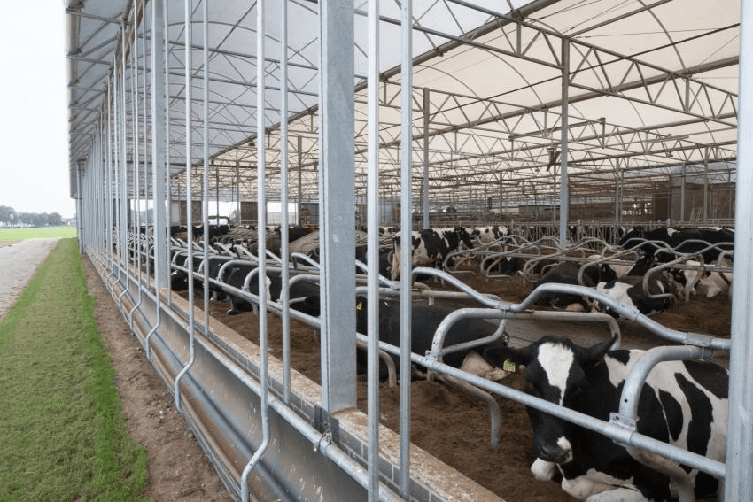 Veel dierenwelzijn en arbeidsgemak in fraaie stal
