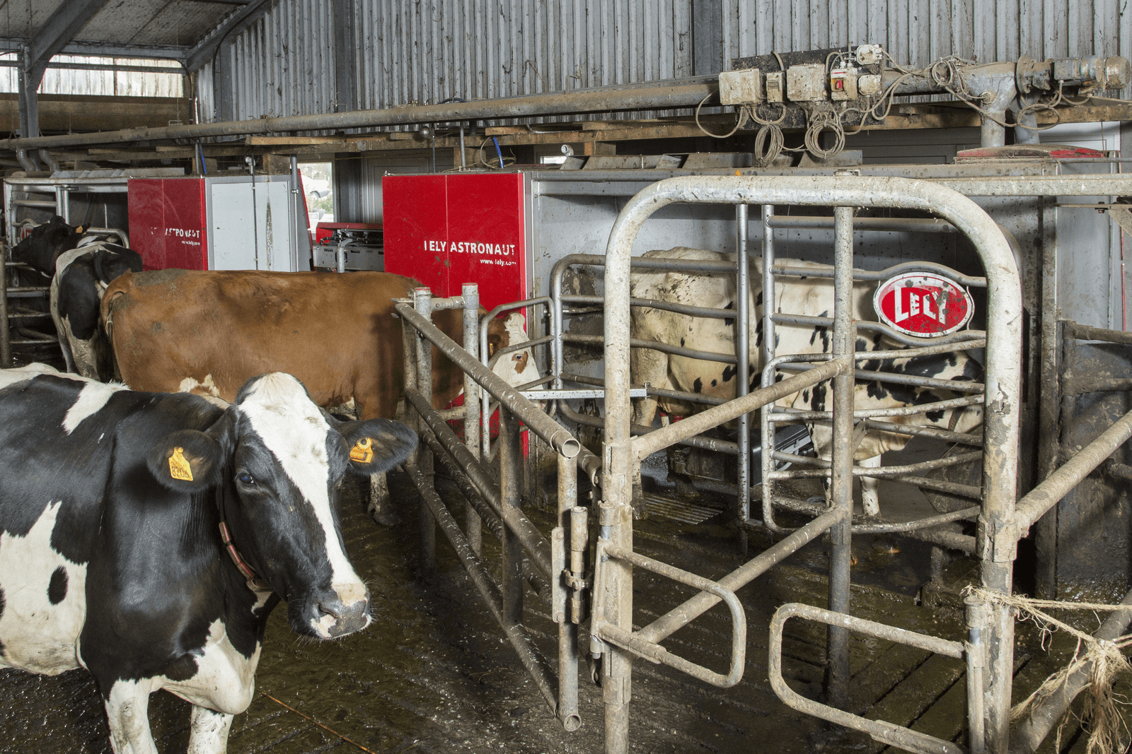 Leasen van melkrobots is steeds meer gemeengoed en gaat meestal via de leverancier. Fabrikant Lely heeft veruit de meeste leasecontracten.<br /><em>Foto: Koos Groenewold</em>