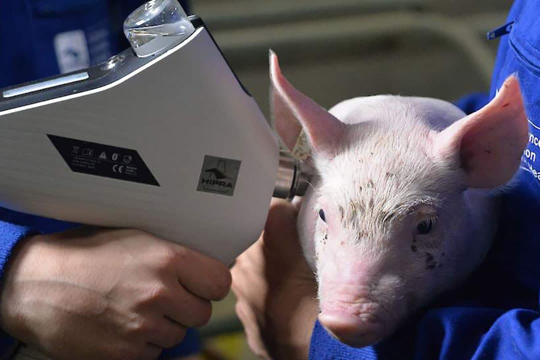 Naaldloos vaccineren van een big. - Foto: HIPRA