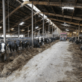 Pover melkveebedrijf voor dik ¬ 2,5 miljoen