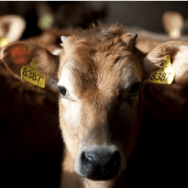 140 Jersey-koeien en heel veel weidevogels