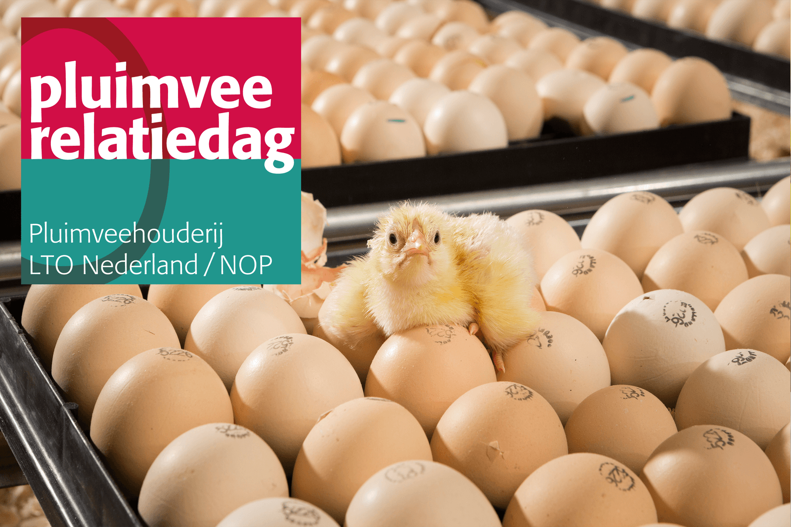 Pluimvee Relatiedag: voer maakt het verschil