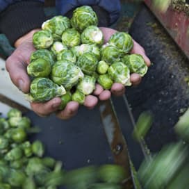 Spruiten krijgen forse knauw van vorst