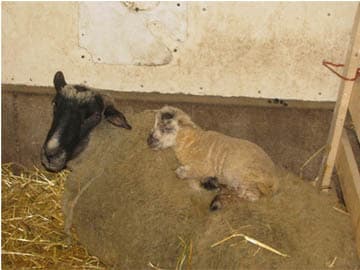 Schapen scheren