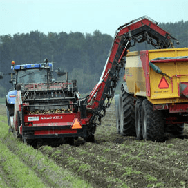 Rooien goed op gang, termijnmarkt aardappelen prijshoudend