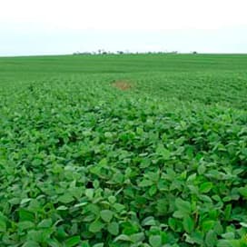 Het groene goud