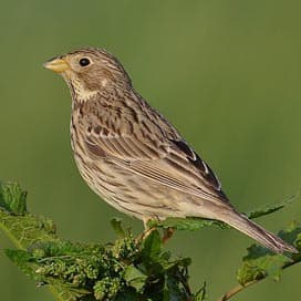 Anog wint prijsvraag van Vogelbescherming