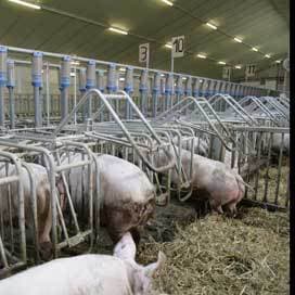Weer meer melkveehouders willen bedrijf uitbreiden