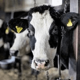 Forse tekorten melkveehouders begroot